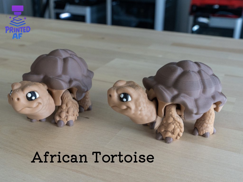 Tortoise